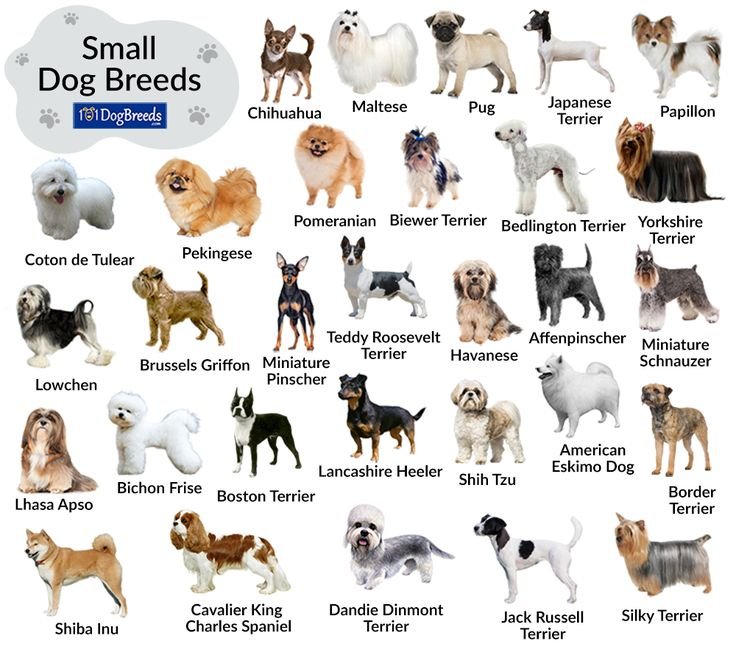 Popular Small Dog Breeds