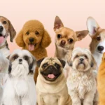 Popular Small Dog Breeds: The Ultimate Guide for Dog Lovers