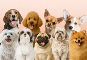 Popular Small Dog Breeds: The Ultimate Guide for Dog Lovers